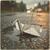 Paper Cranes in the Rain