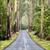 Forest Whispers